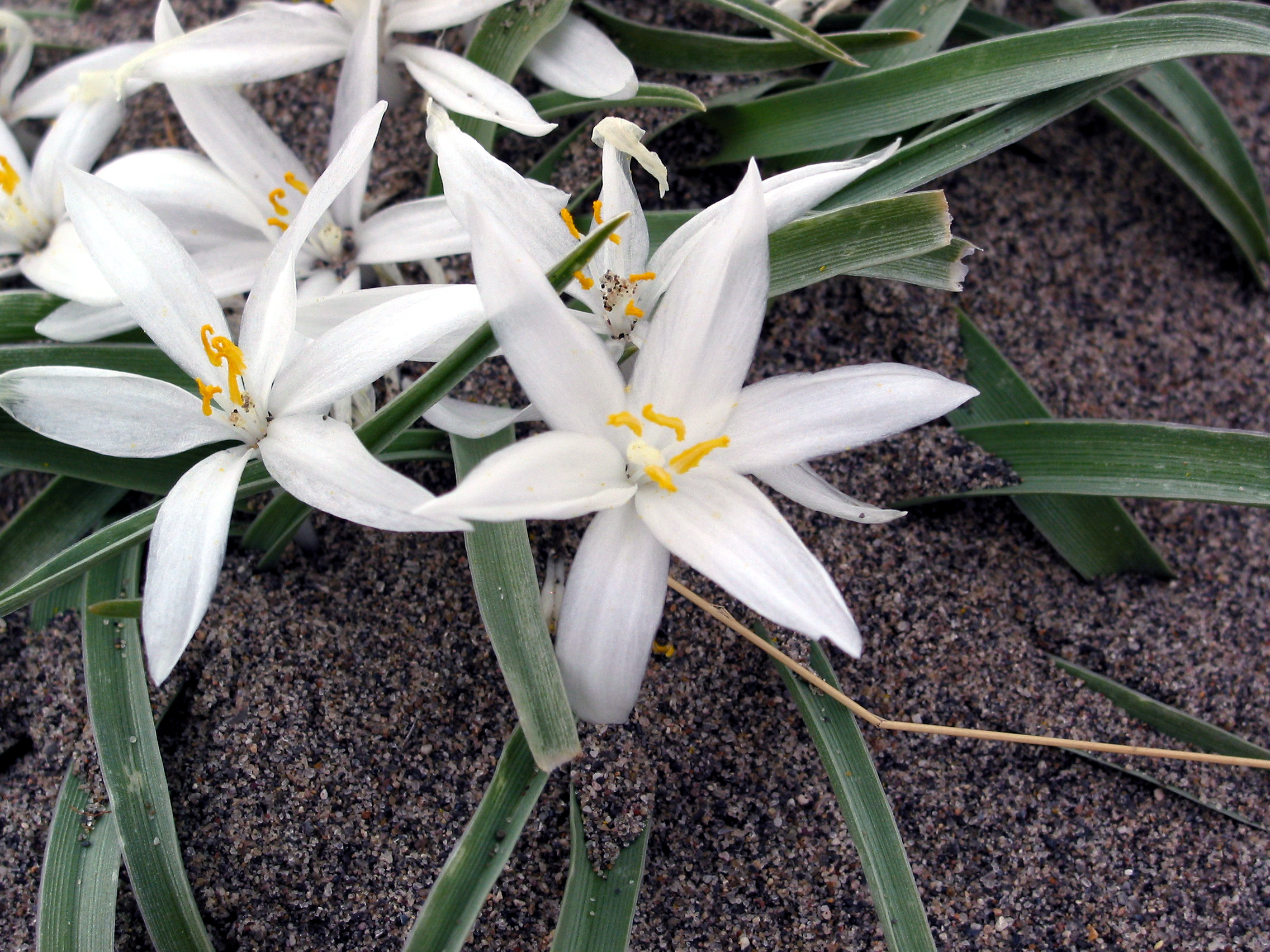 sand lily, star lily, mountain lily (Leucocrinum montanum)